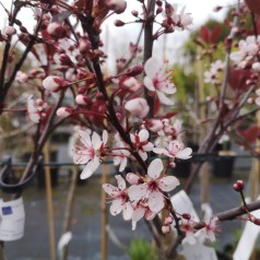 Prunus cistena - Dværg Blodblomme / 50 cm. stamme.