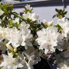 Rhododendron Kermesina Alba / Japansk Azalea