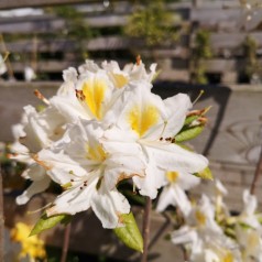 Rhododendron knaphill Persil - Haveazalea