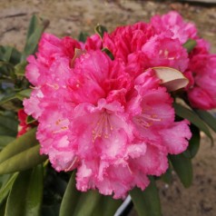 Rhododendron Yakushimanum Arabella