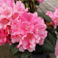 Rhododendron Yakushimanum Colibri