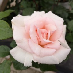 Rose A Whiter Shade of Pale - Storblomstret Rose