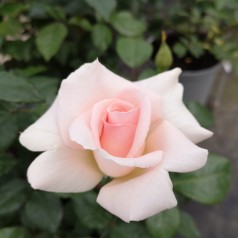 Rose A Whiter Shade of Pale - Storblomstret Rose