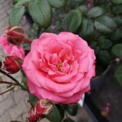 Rose Bella Rose - Buketrose