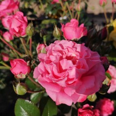 Rose Bella Rose - Buketrose