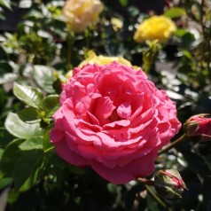 Rose Bella Rose - Buketrose