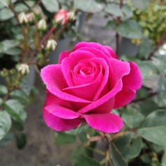 Rose Blackberry Nip - Storblomstret Rose