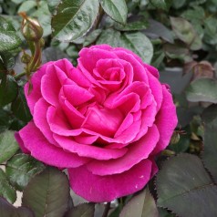 Rose Blackberry Nip - Storblomstret Rose