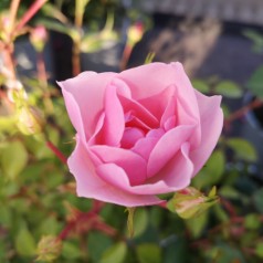 Rose Bonica - Buketrose
