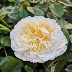 Rose Charlotte  / Engelsk Rose