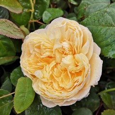 Rose Charlotte  / Engelsk Rose