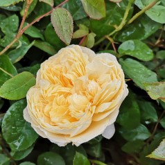 Rose Charlotte  / Engelsk Rose