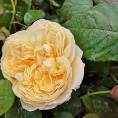 Rose Charlotte  / Engelsk Rose