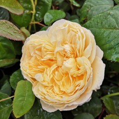 Rose Charlotte  / Engelsk Rose