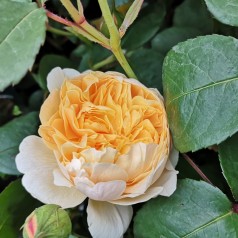 Rose Charlotte  / Engelsk Rose