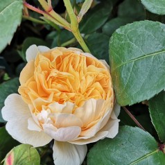 Rose Charlotte  / Engelsk Rose