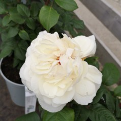 Rose Claus Dalby - Storblomstret Rose