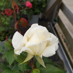 Rose Claus Dalby™ - Storblomstret Rose / Barrods