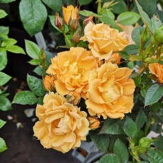 Rose Flaming Cover - Bunddække roser Towne & Country