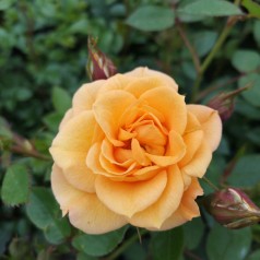 Rose Flaming Cover - Bunddække rose Towne- og Country