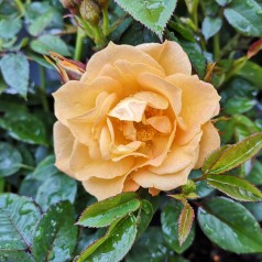 Rose Flaming Cover - Bunddække rose Towne- og Country