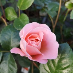 Rose From far Away - Buketrose