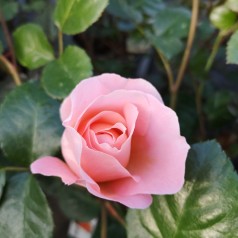 Rose From far Away - Buketrose