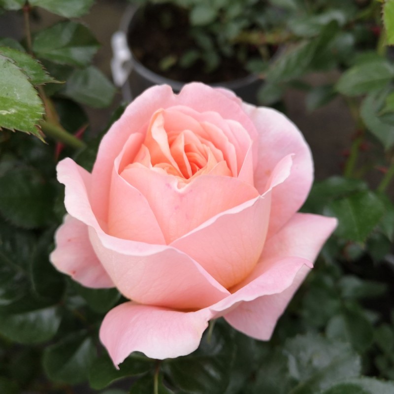 Rose From far Away - Buketrose