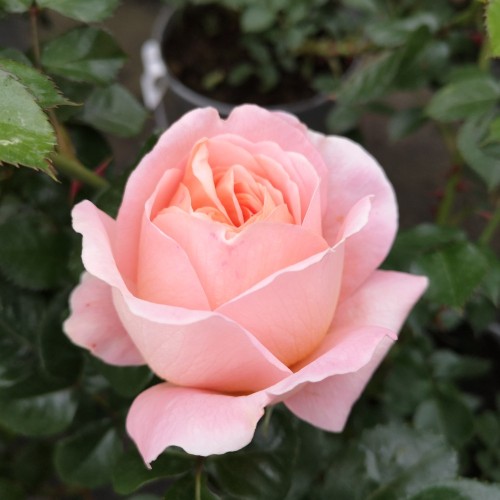 Rose From far Away - Buketrose