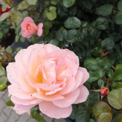 Rose From far Away - Buketrose