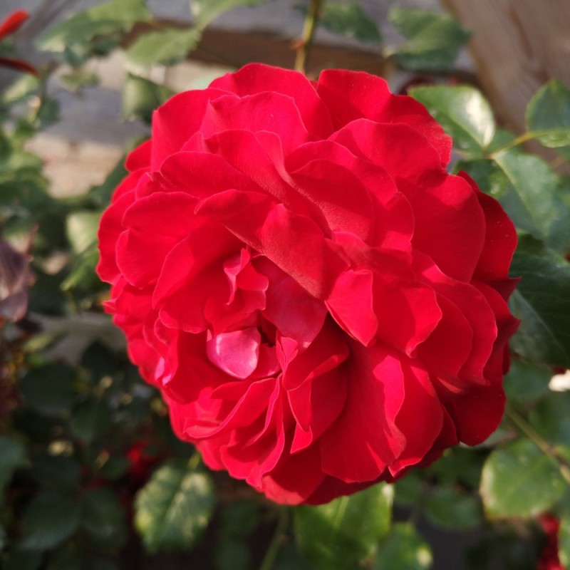 Rose Grand Award - Slyngrose Courtyard Rambler