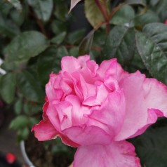 Rose I have a dream - Buketrose Plant'n Relax