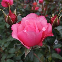 Rose I Have A Dream - Buketrose