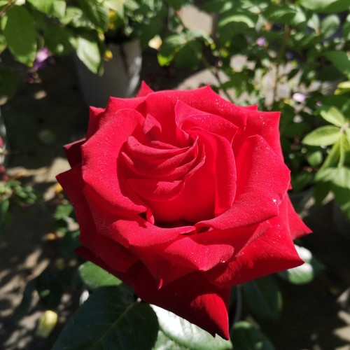 Rose Ingrid Bergman - Storblomstret Rose