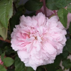 Rose Jacques Cartier - Buskrose