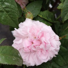 Rose Jacques Cartier - Buskrose