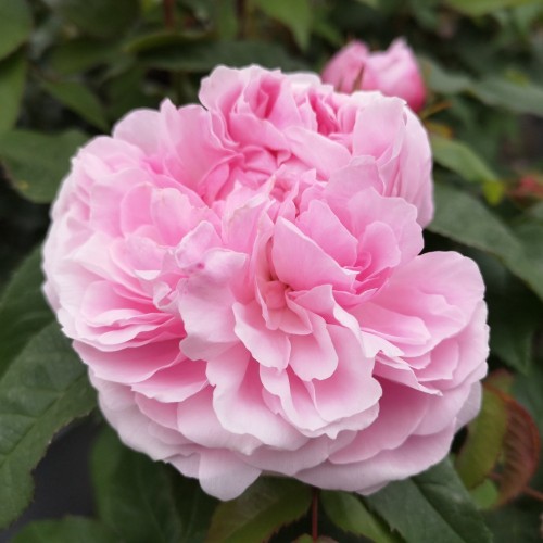 Rose Jacques Cartier - Buskrose