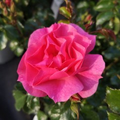 Rose Just You And Me - Buketrose