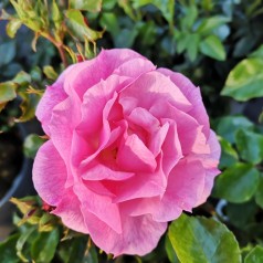 Rose Just You And Me - Buketrose