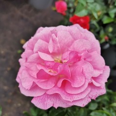 Rose Just You And Me - Buketrose