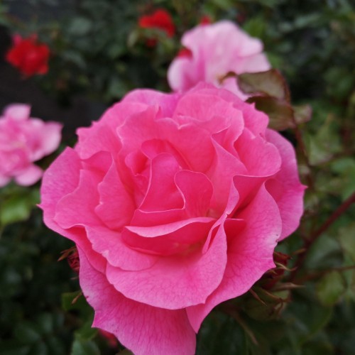 Rose Just You And Me - Buketrose