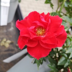 Rose Lady in Red - Buketrose