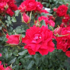 Rose Lady in Red - Buketrose