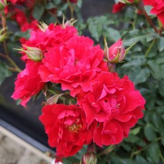 Rose Lady in Red - Buketrose