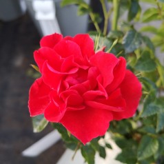 Rose Lady in red™ - Buketrose / Barrods
