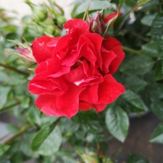 Rose Lady in Red - Buketrose Plant'n Relax / Barrods