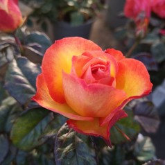 Rose My story - Buketrose