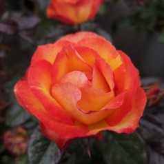 Rose My story - Buketrose