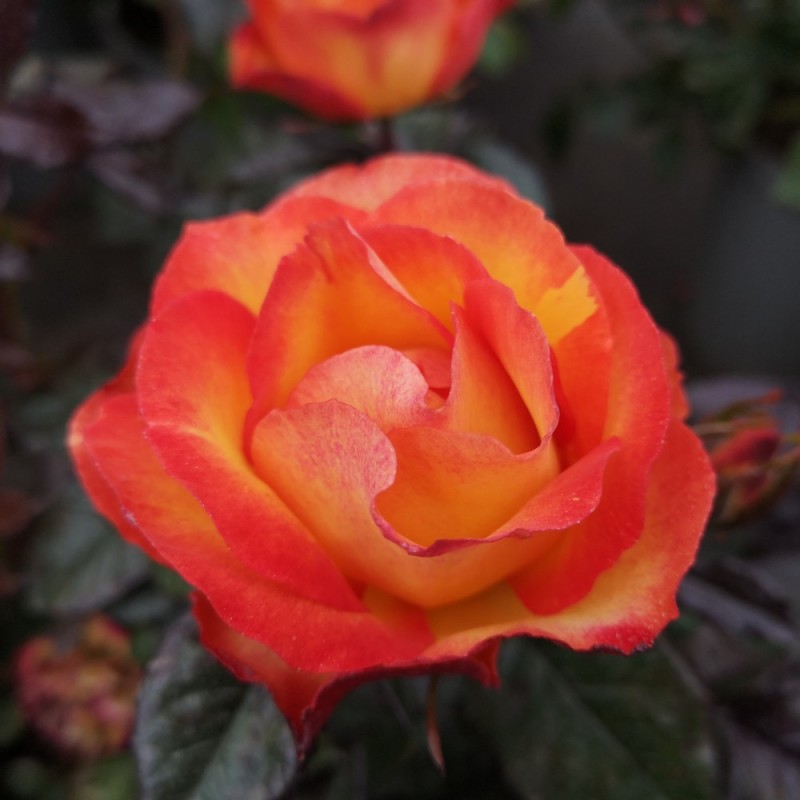 Rose My story - Buketrose