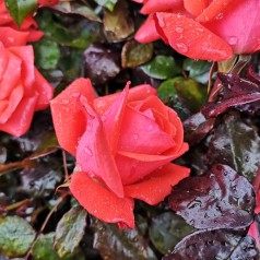 Rose Piccolo - Buketrose / Barrods